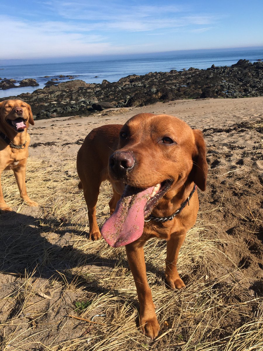 pawsonplastic's tweet photo. Happy Easter! Who’s rolling eggs today? 

#pawsonplastic #Easter #dogsofX https://t.co/kUN5dGU3qL