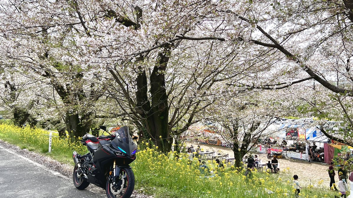 oiSweets's tweet photo. 今週でだいぶ桜も散ったなー https://t.co/nUiMEJHCXI