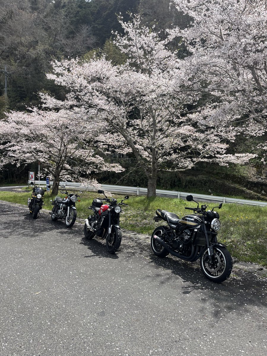 robokiryuu's tweet photo. 桜🌸も今週で最後かな…
晴れて良かったわ☀️ https://t.co/H8boVsQFvK