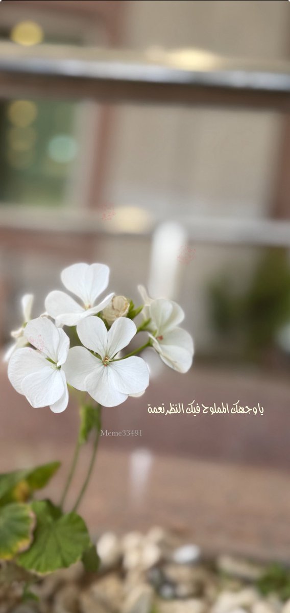 أمل الحب tweet media