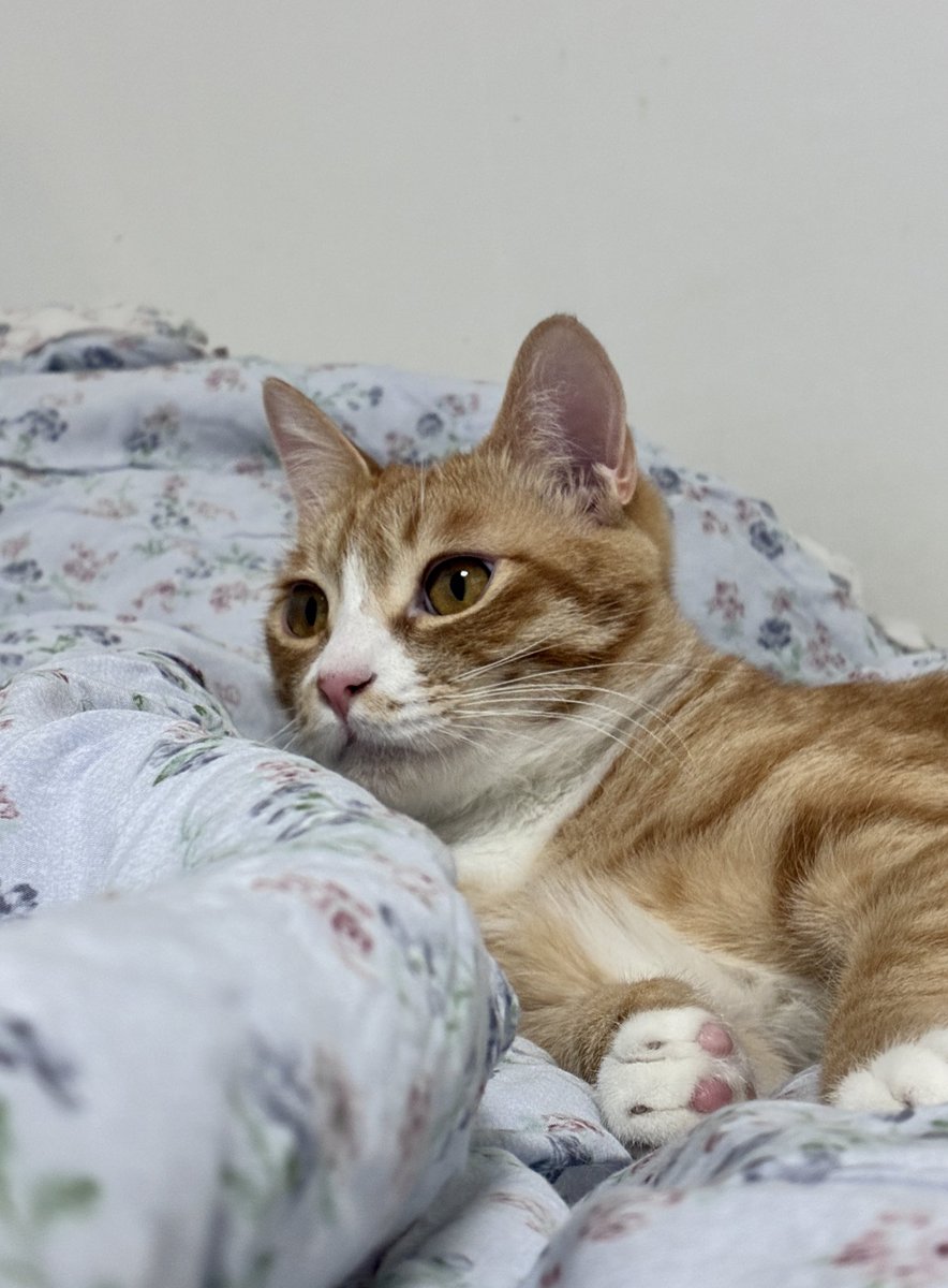 해랑이 tweet media