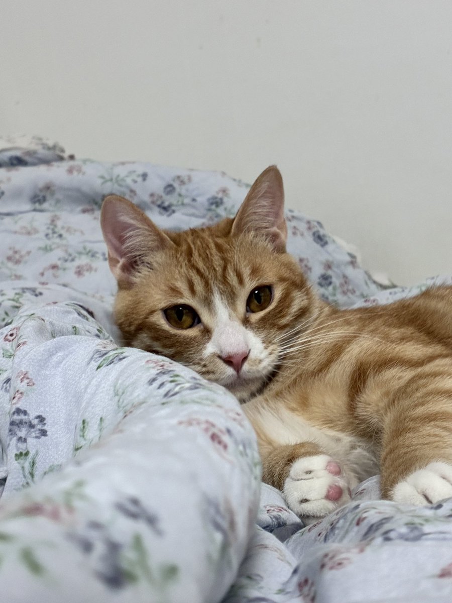 해랑이 tweet media