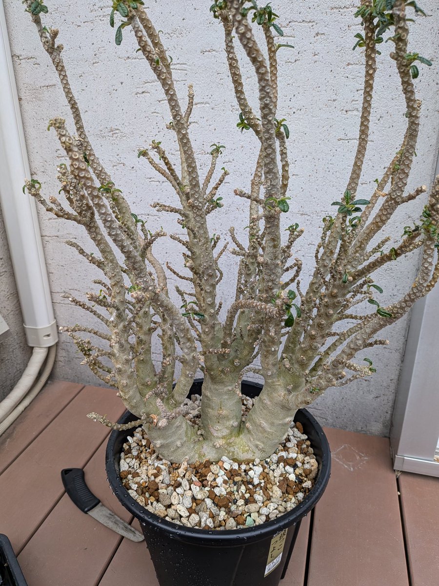 Le Norte tweet media