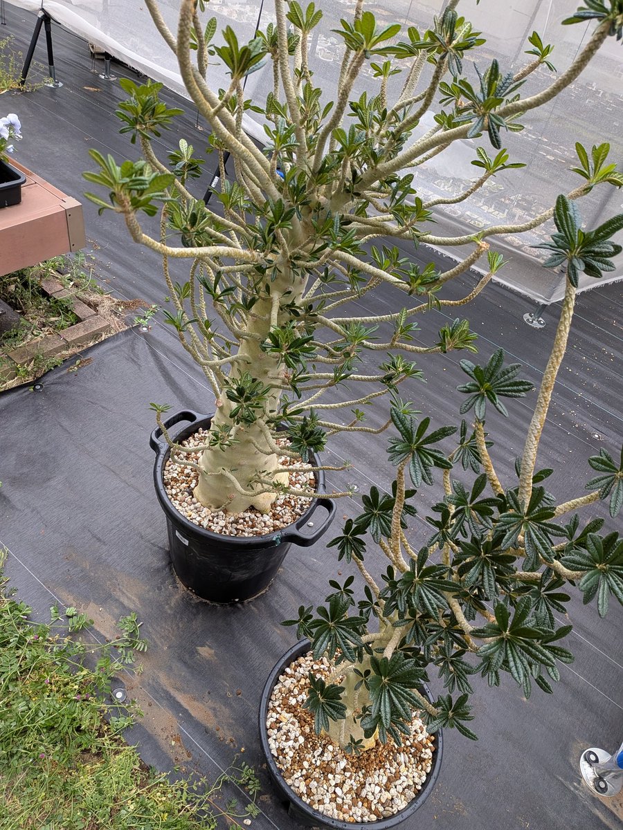 Le Norte tweet media