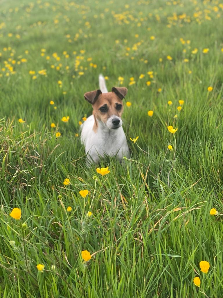 Proud Lioness tweet media