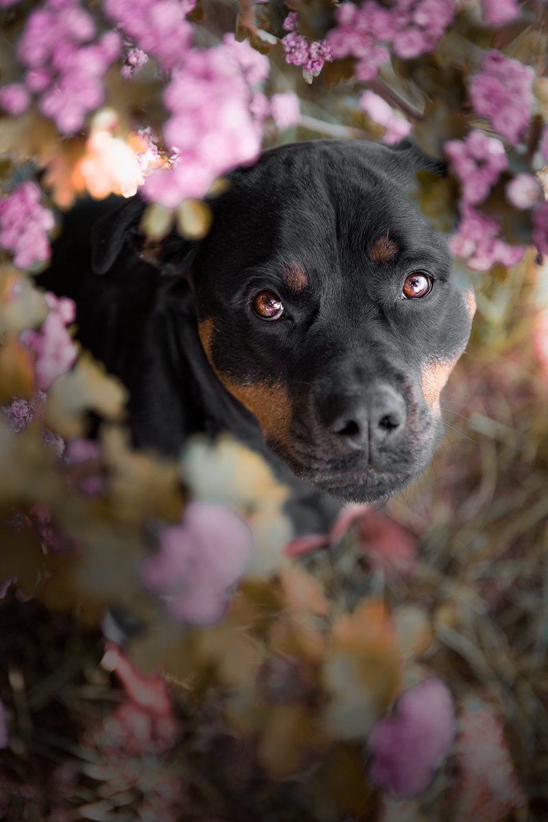 Captivating Canines tweet media