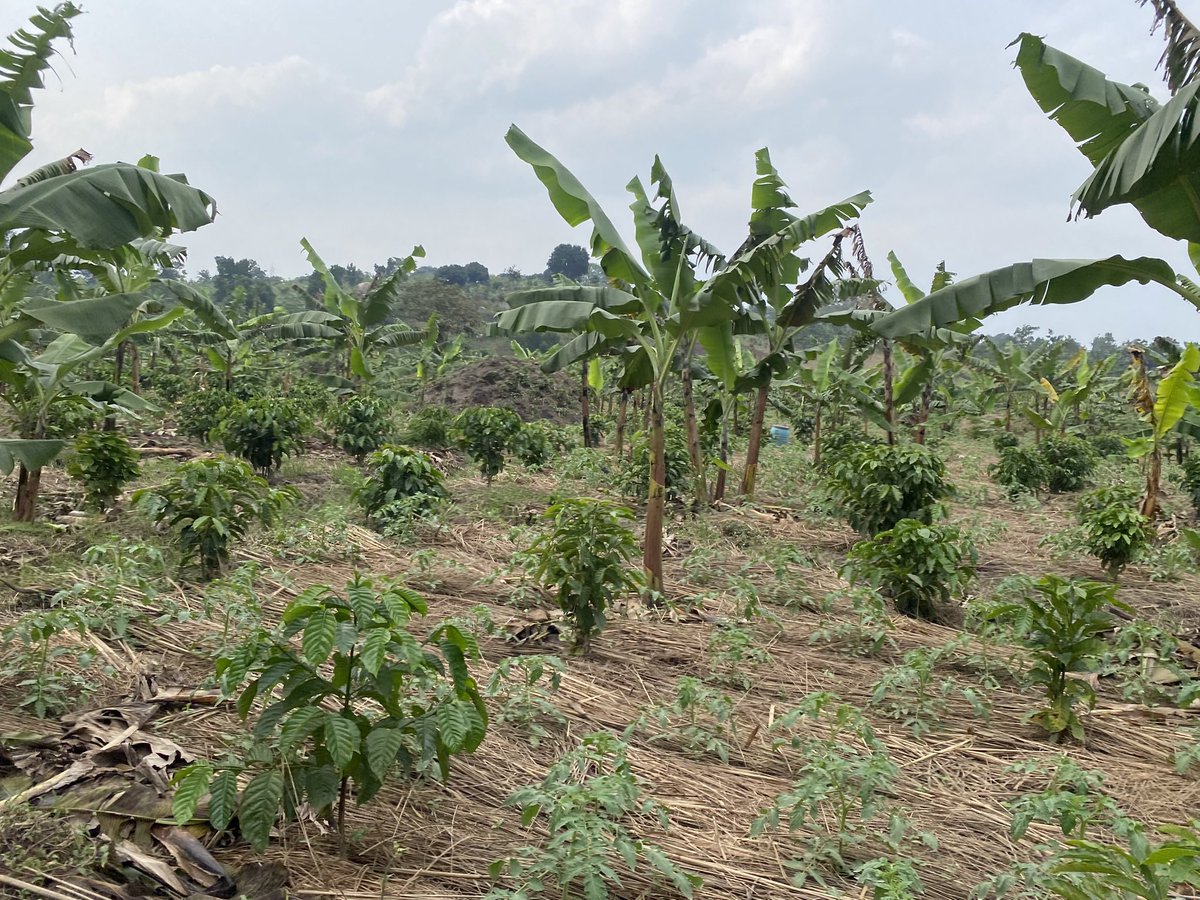 muganzi secure sectrine tweet media