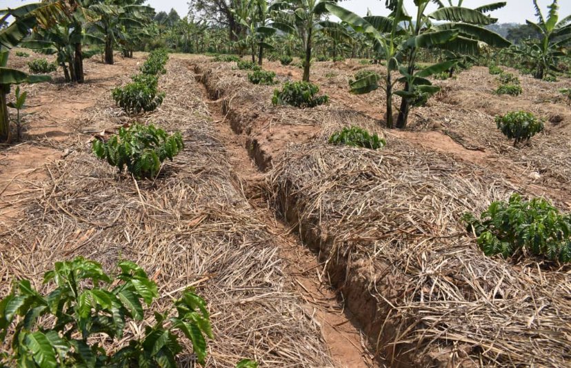 muganzi secure sectrine tweet media