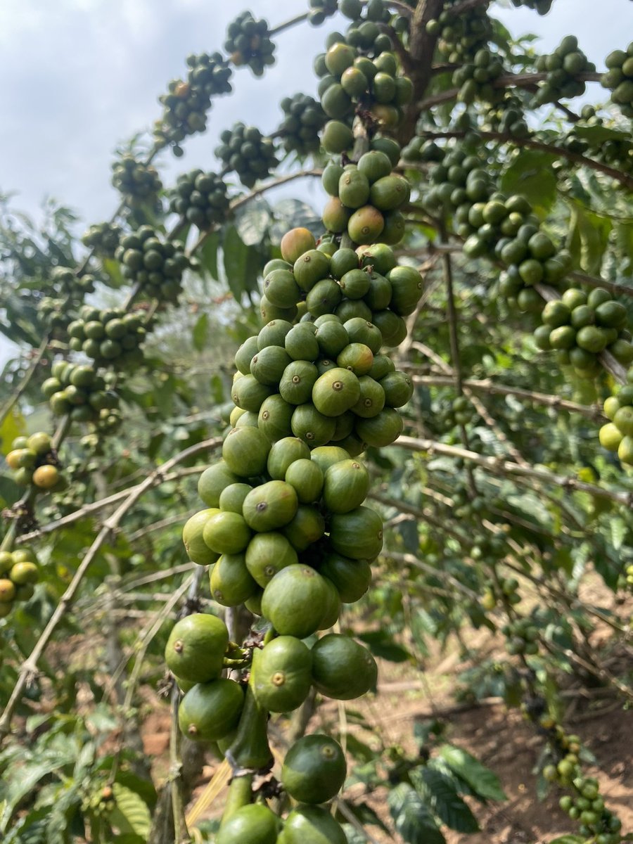 muganzi secure sectrine tweet media