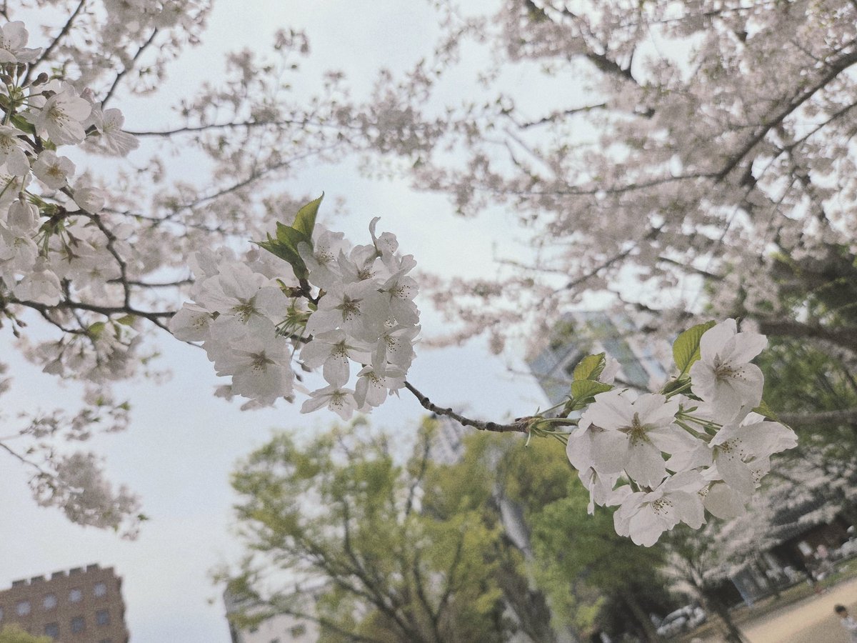 @ますます tweet media