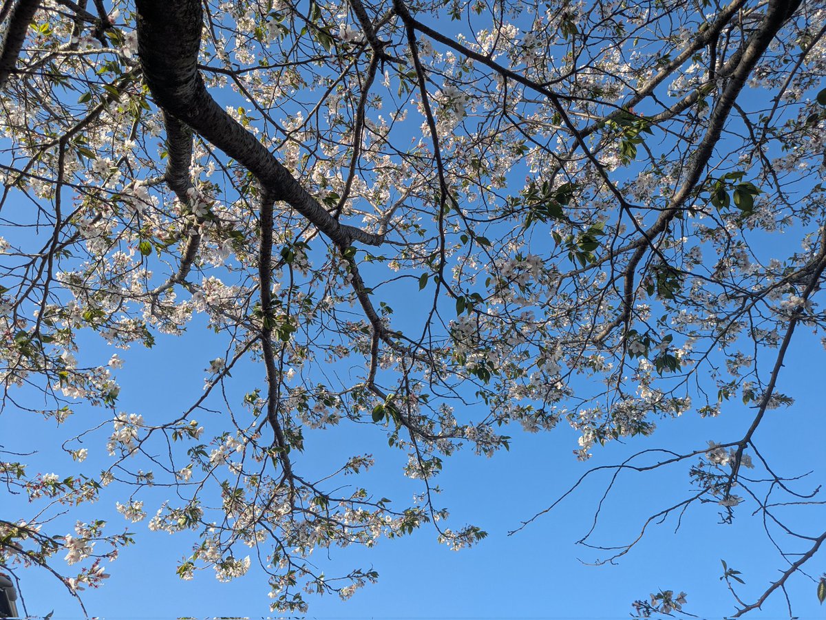 神谷たつ tweet media