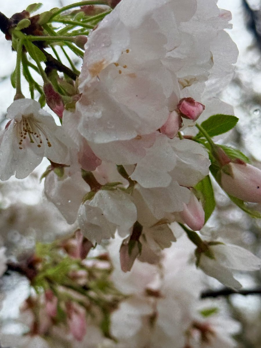 写真には映らない　
春の嵐に耐える姿