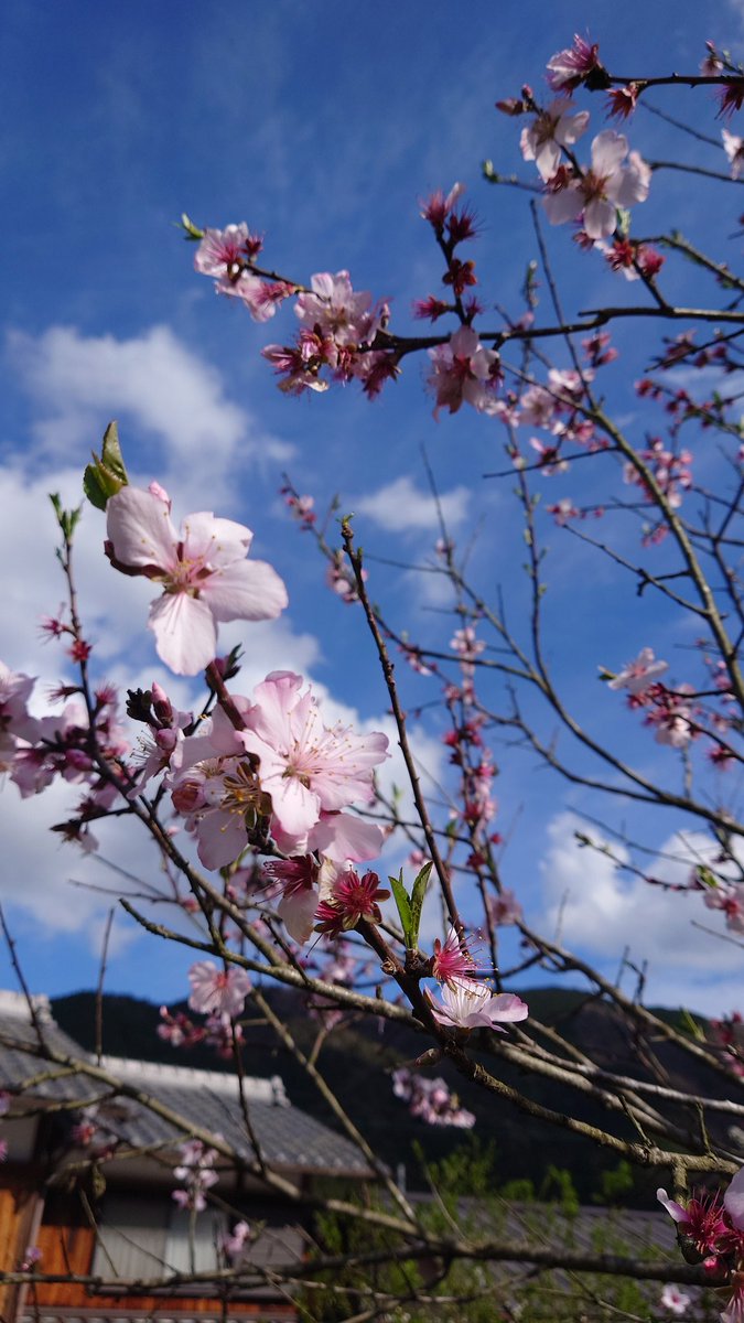 キュアてっちゃん(てぃー) tweet media