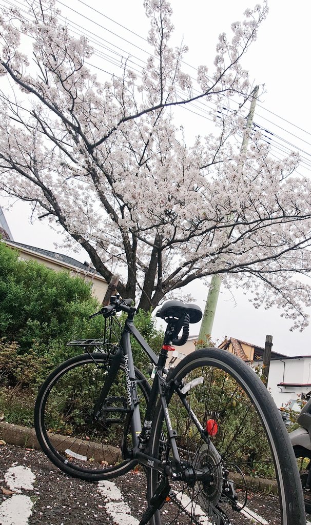 まち🍮esomar tweet media