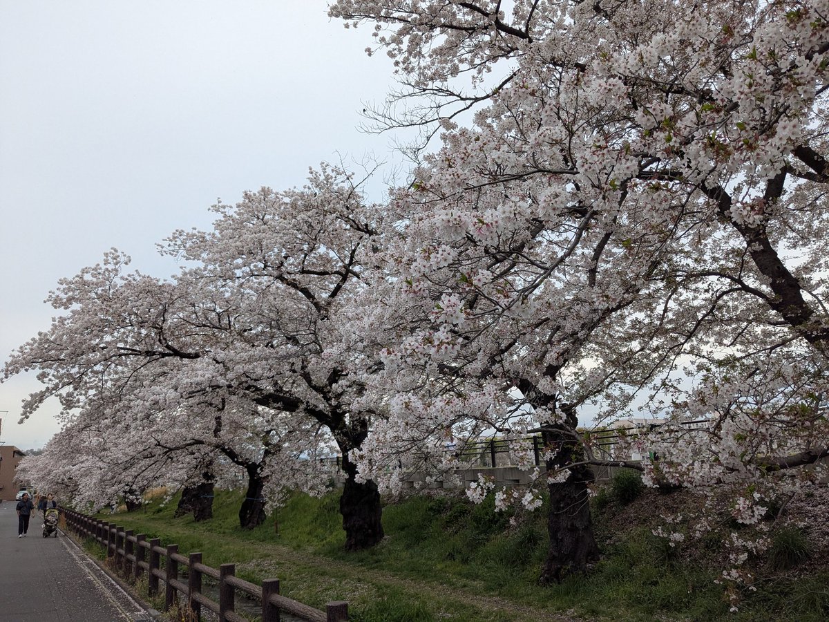 やっしー🍊養生あみぐるみ師🍊 tweet media