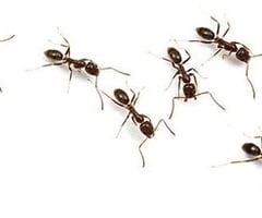 𝐑𝐔𝐊𝐔𝐍𝐃𝐎 𝐄𝐫𝐢𝐜🇷🇼 tweet media