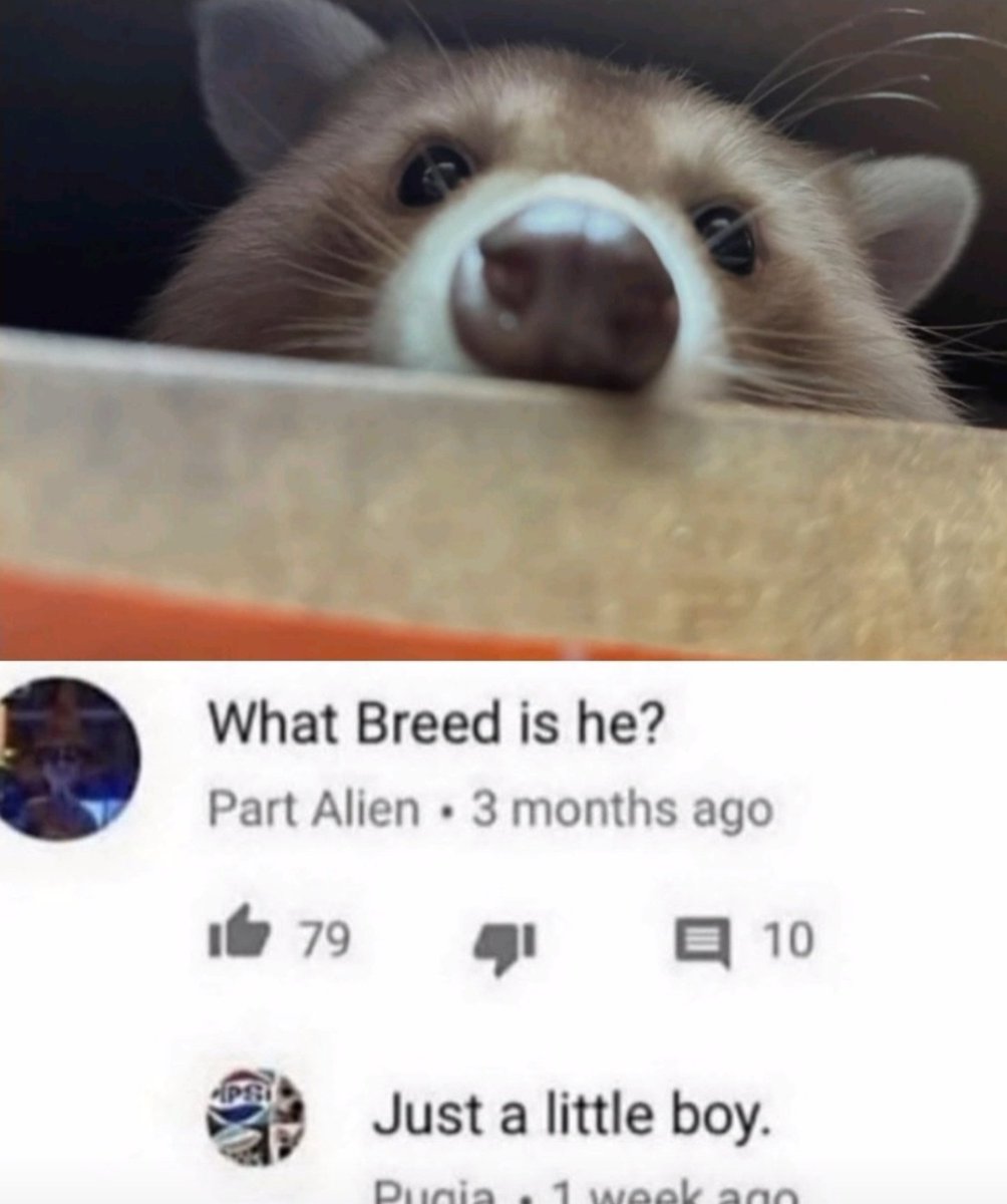 Why you should have a Raccoon tweet media