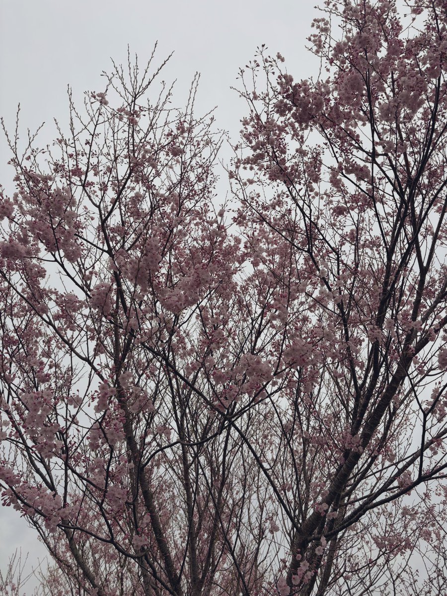 しゃーくれ@35周年車RF tweet media