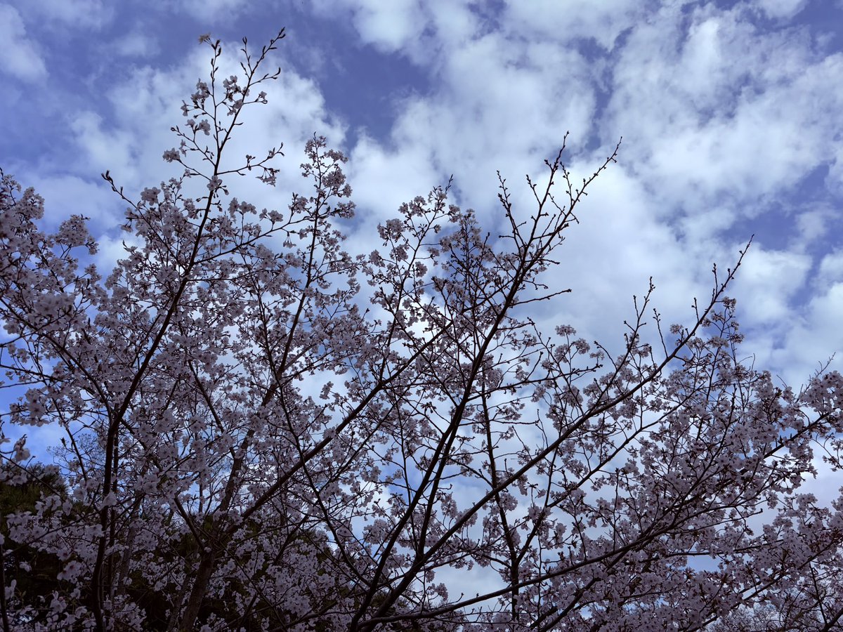 hime@鍵島2階D10 tweet media