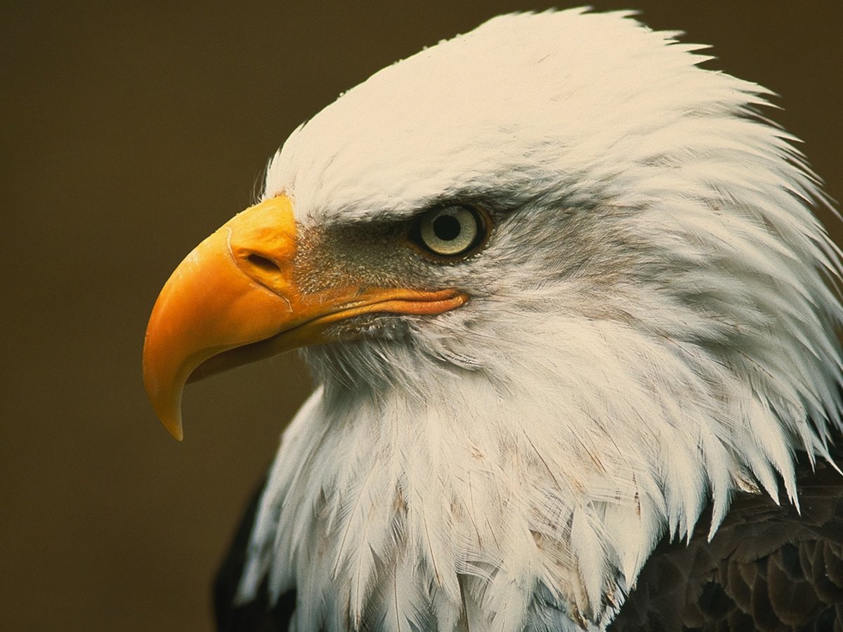 It's a well known fact hat eagles have an amazing sense of sight, but did you know that they compensate by having no sense of right and wrong?