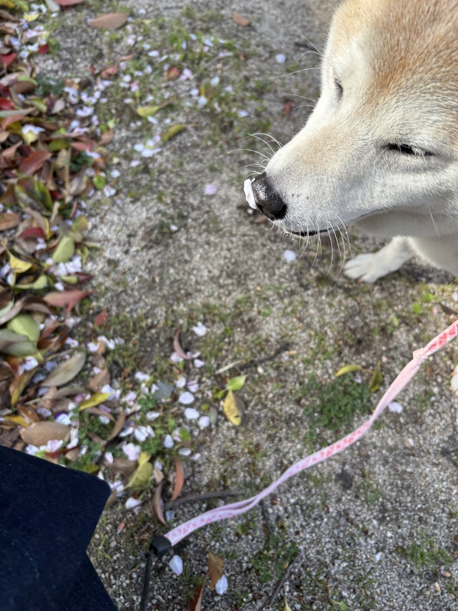 sibachanMoMo's tweet photo. 近くの公園は🌸が満開
花びらくっついてた🐕 https://t.co/XINvbYAK5C