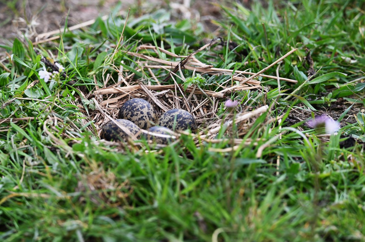 Johan Bokma tweet media