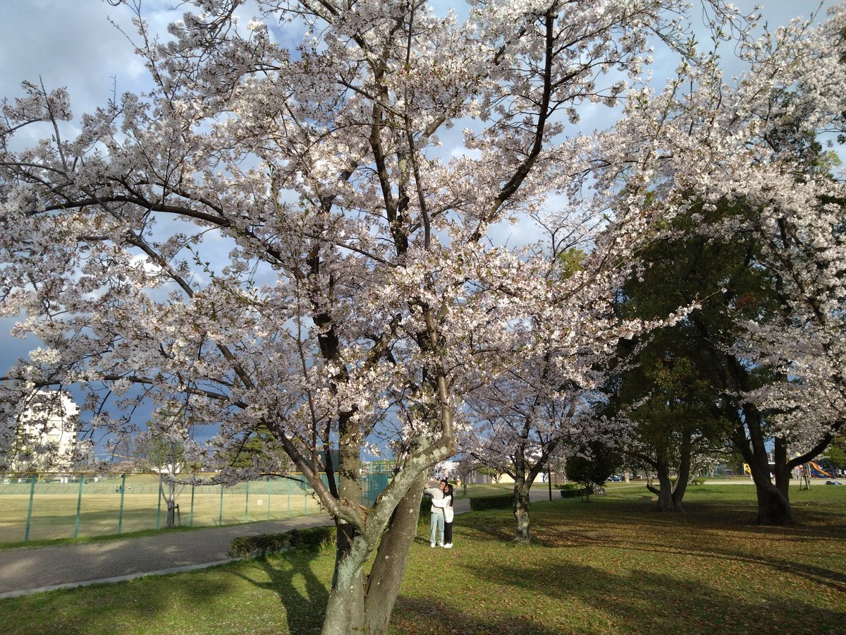 遅ればせながら桜