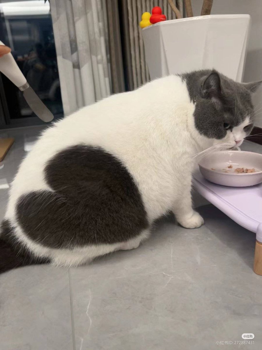 川和.豆沙維尼🇹🇼 橘貓愛好份子 tweet media