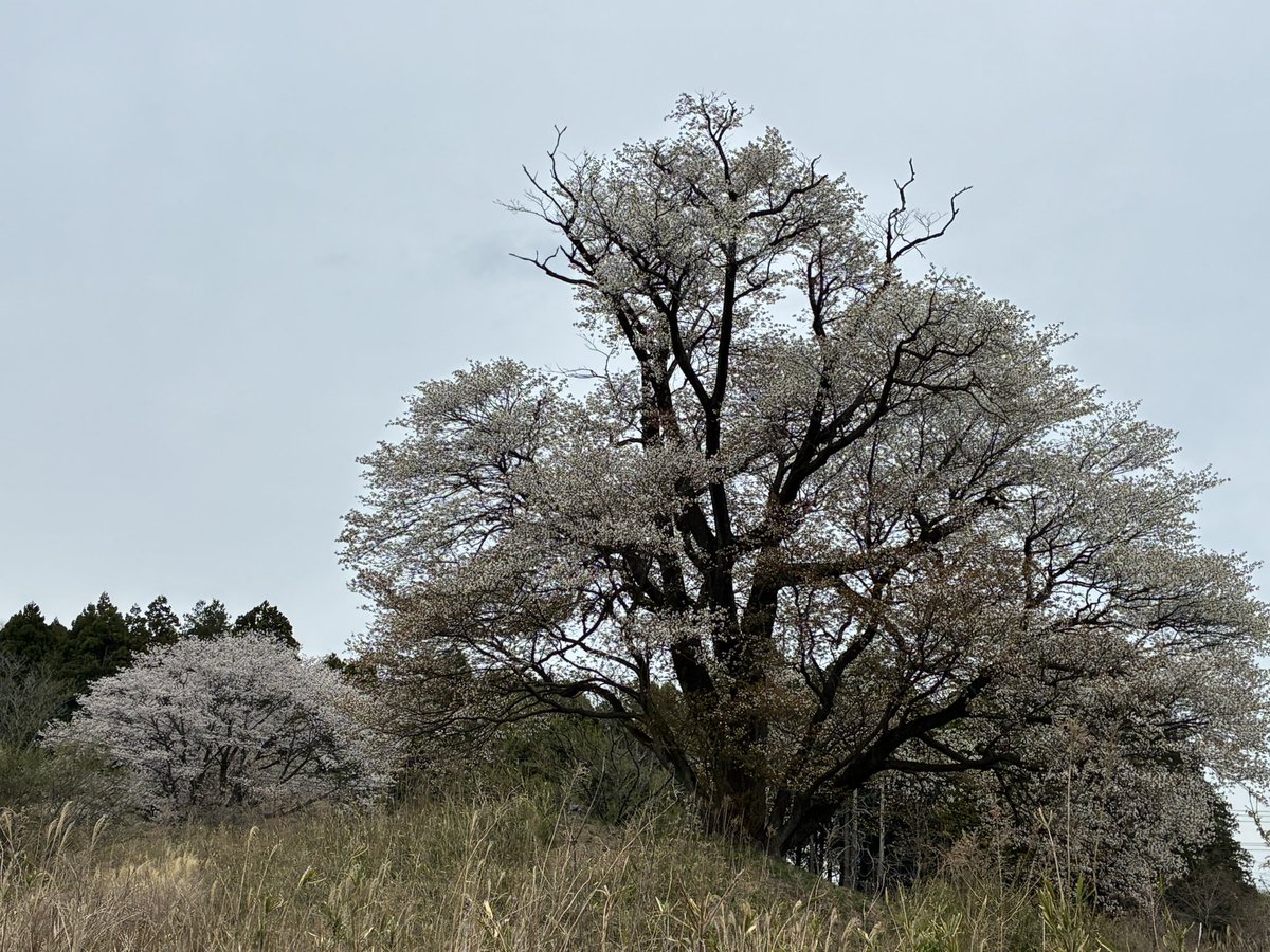 あけみさん tweet media