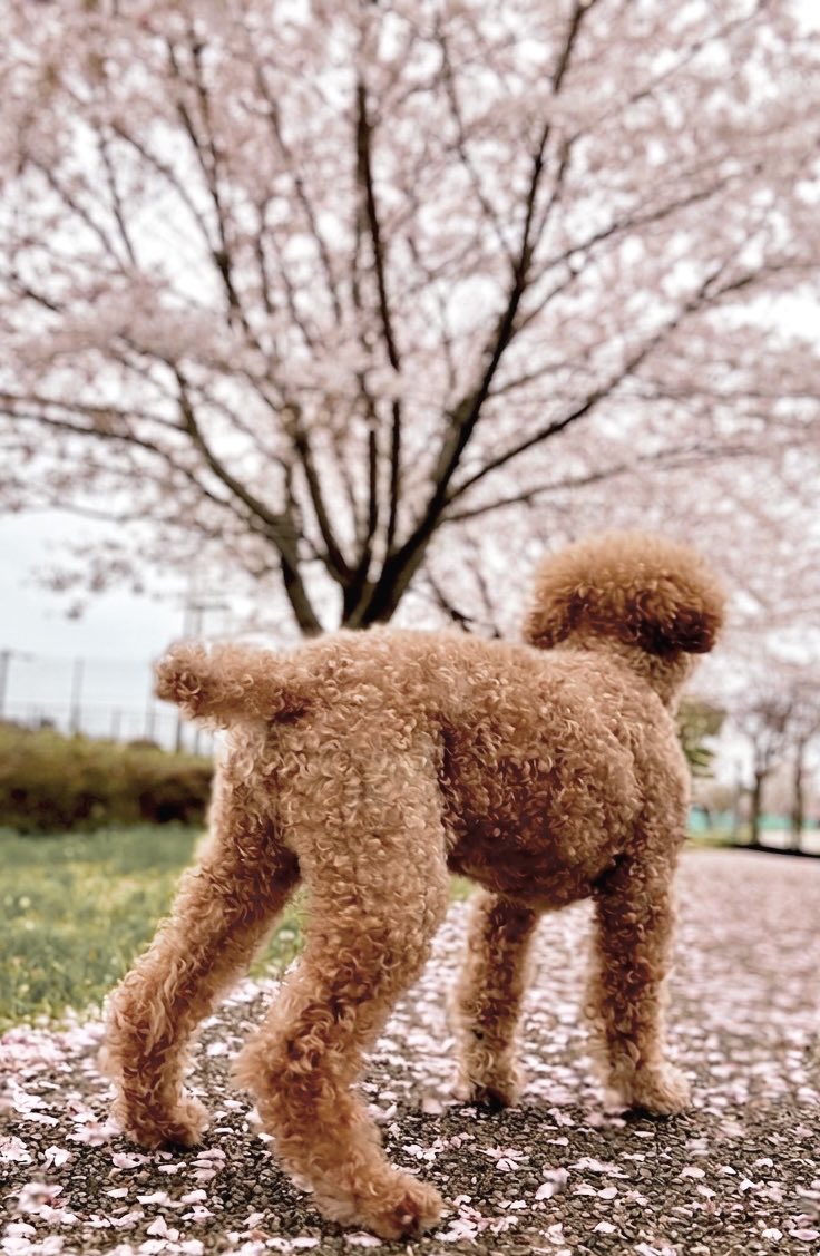 4/5  儚い

昨夜の雨風で桜🌸が道にだいぶ散りましたね！
なんか儚いなぁ〜
………と、ぷ〜太が言ってる設定です！🐶

桜🌸って綺麗で儚いから人の心を掴むんでしょうね！😊

この時期、🌸が全体にくっついた🌸だらけの車を見かけるよね〜！😆
#トイプードル  #老犬