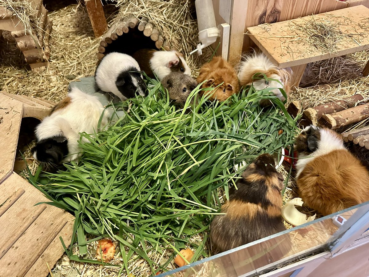 Anna Rebella, the woman, the myth, the legend tweet media