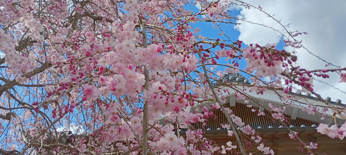 リグ@メガネ tweet media