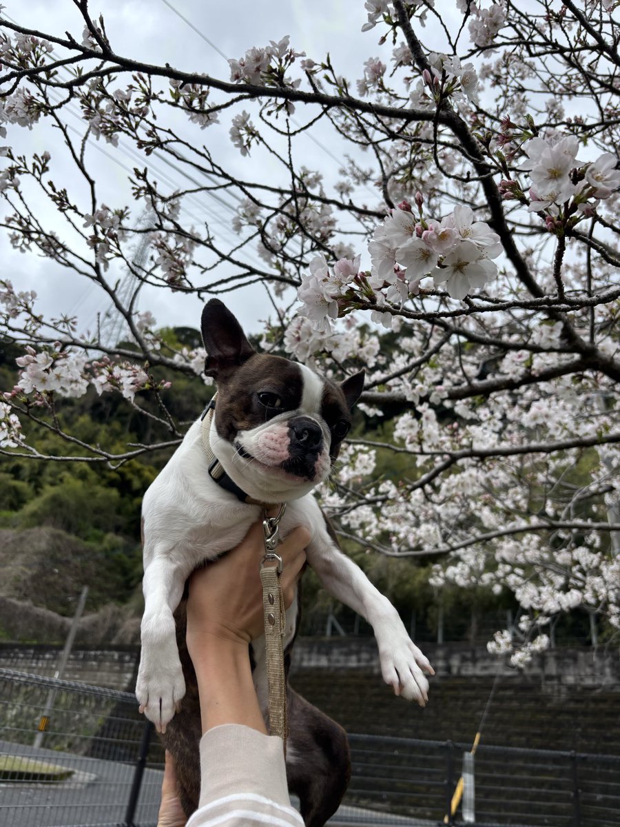 Boston にこ tweet media