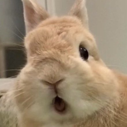 토숑이 tweet media