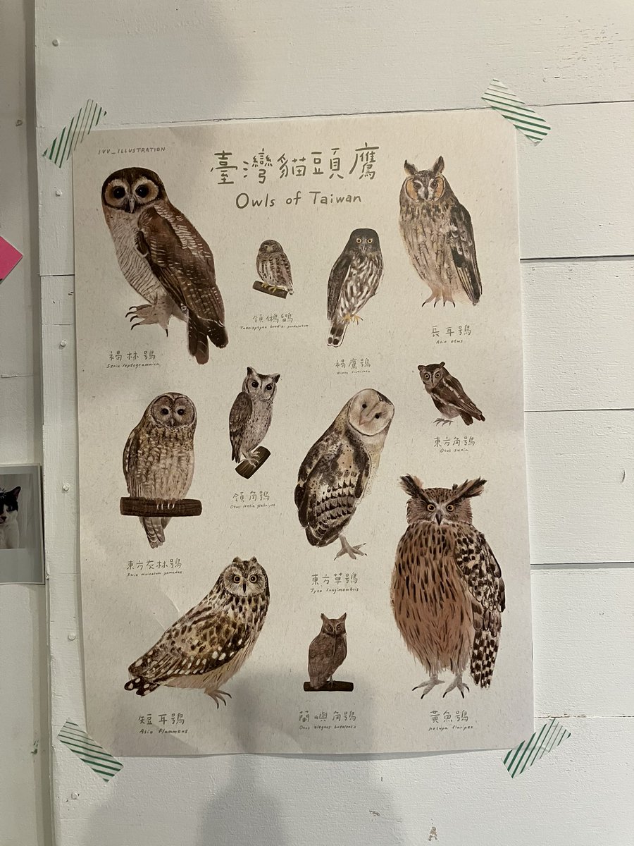 BAKA-1450啾啾啾 tweet media