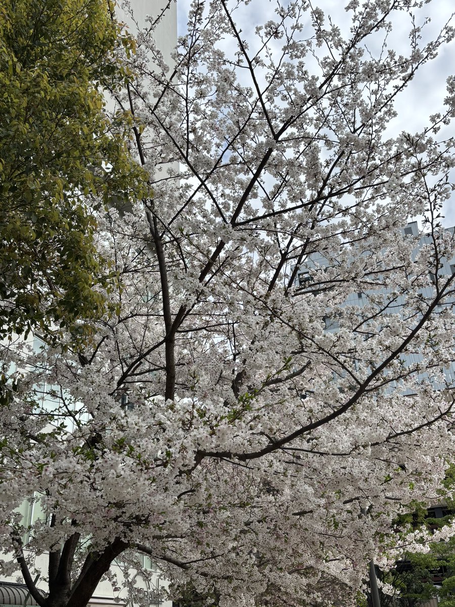 いかれたNOODLE Fishtons木下知也【アルバイト募集】 tweet media