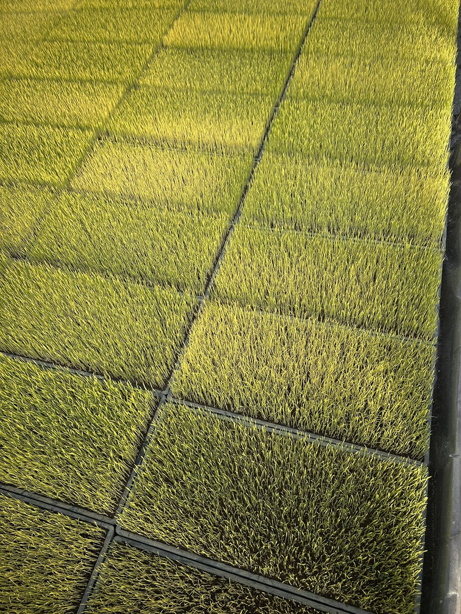 みつお tweet media