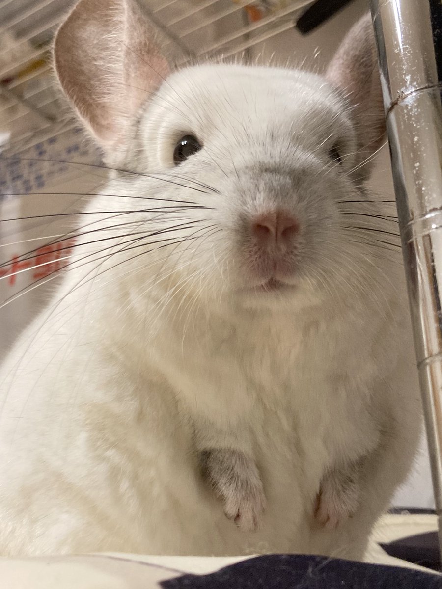 ハルノ tweet media