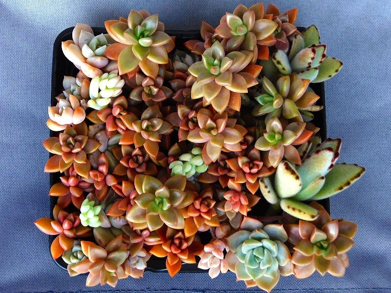 再び #多肉 狩り🪴

ドウシタモノカ🫠