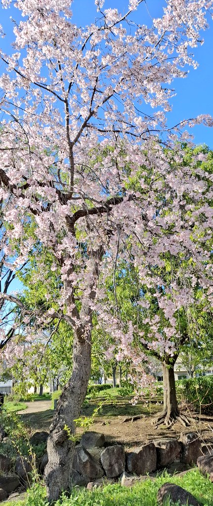 darucharo's tweet photo. ゆっくり花見🌸今日が満開かな✨ #花見 #桜 #満開 #垂れ桜 #ソメイヨシノ https://t.co/pV1GlukiRx