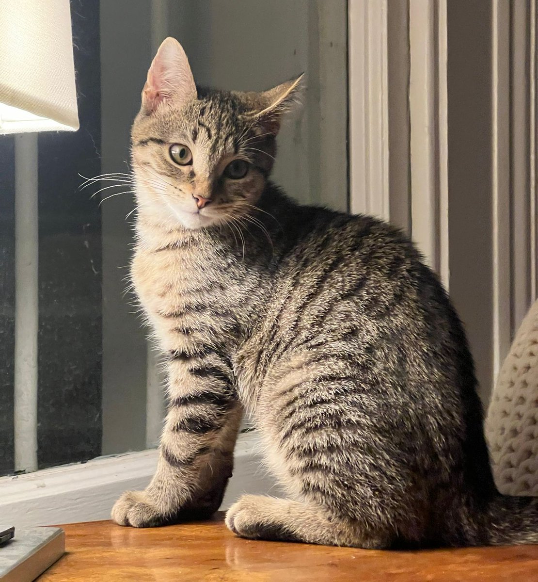 SPECR_cat tweet media