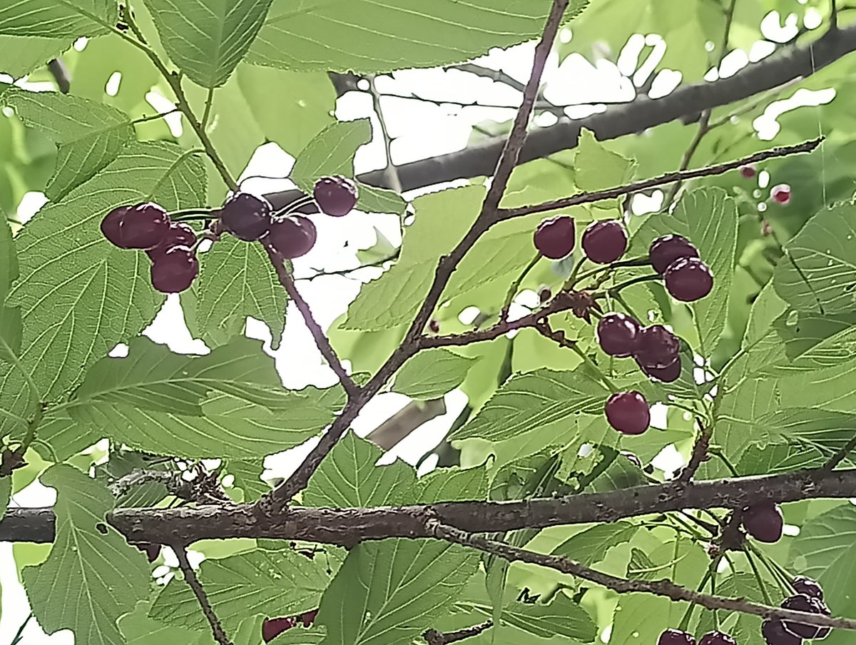 在山路看到行道樹的 #山櫻花 果子熟了，軟軟的，吃了一顆，酸澀有點甜，不好吃。