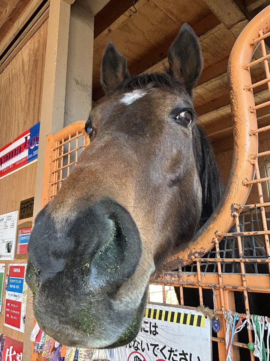 うらかわ優駿ビレッジAERU tweet media