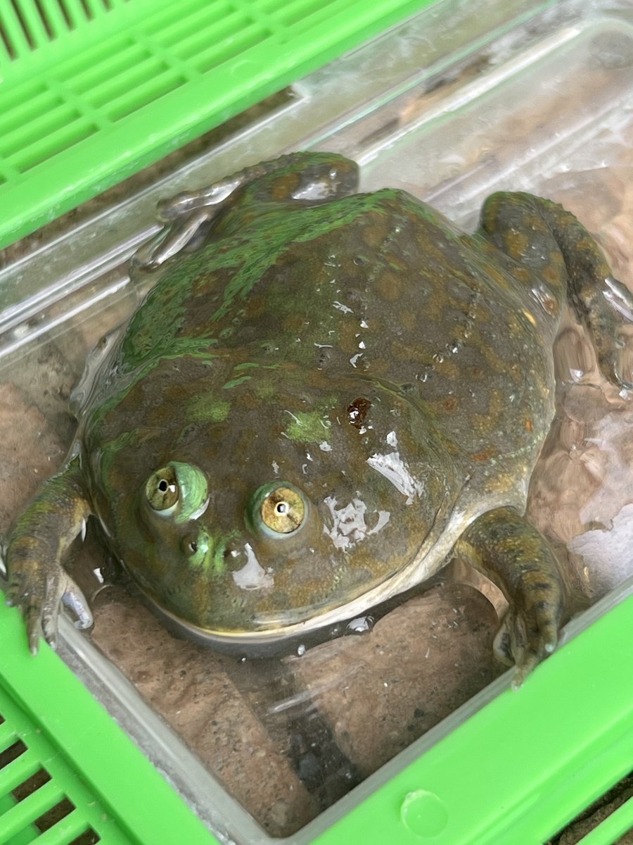 芋ジャージ tweet media