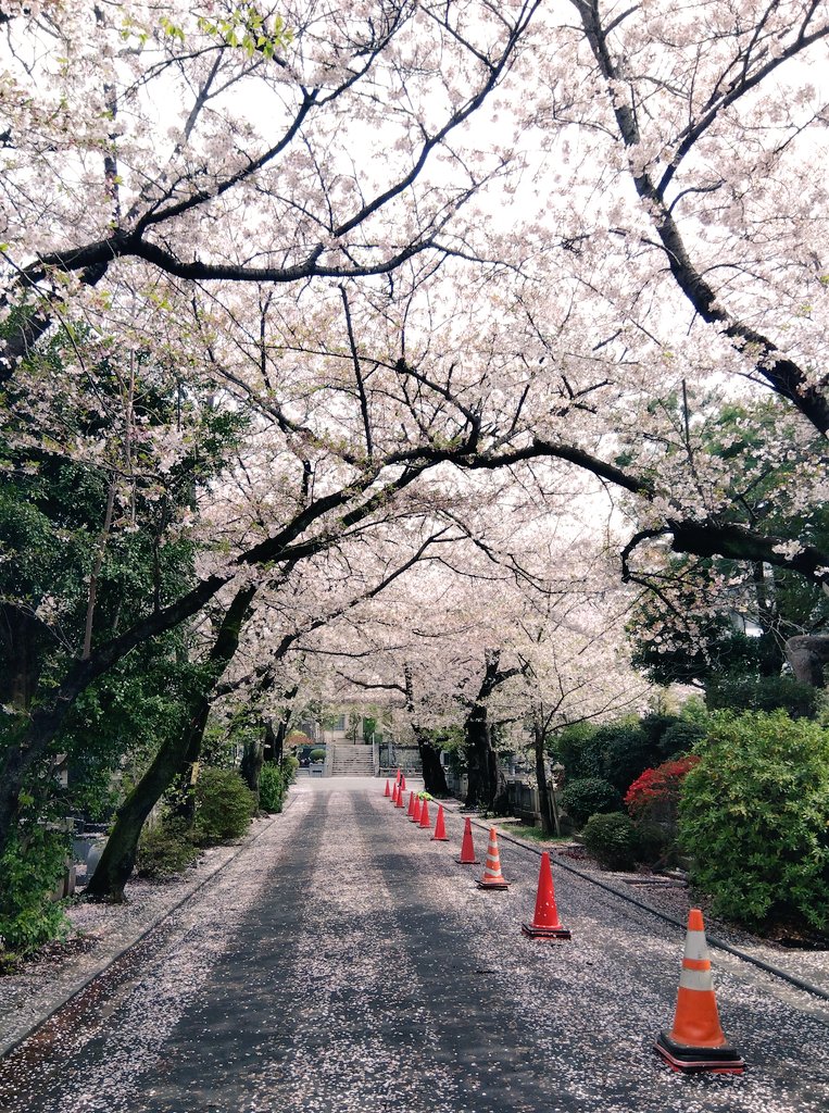 まろぴーちゃん tweet media