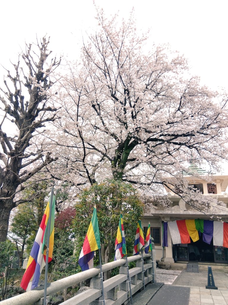 まろぴーちゃん tweet media