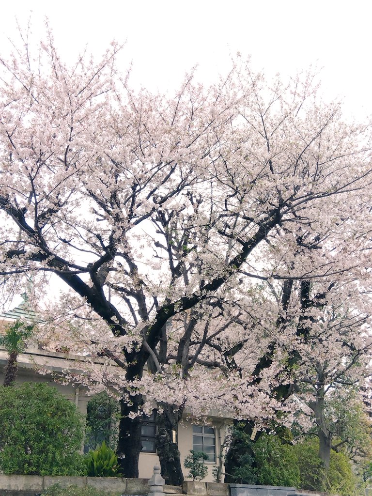 まろぴーちゃん tweet media