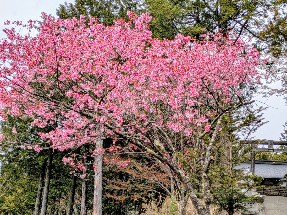 本陣跡・古民家 みどう本陣 tweet media