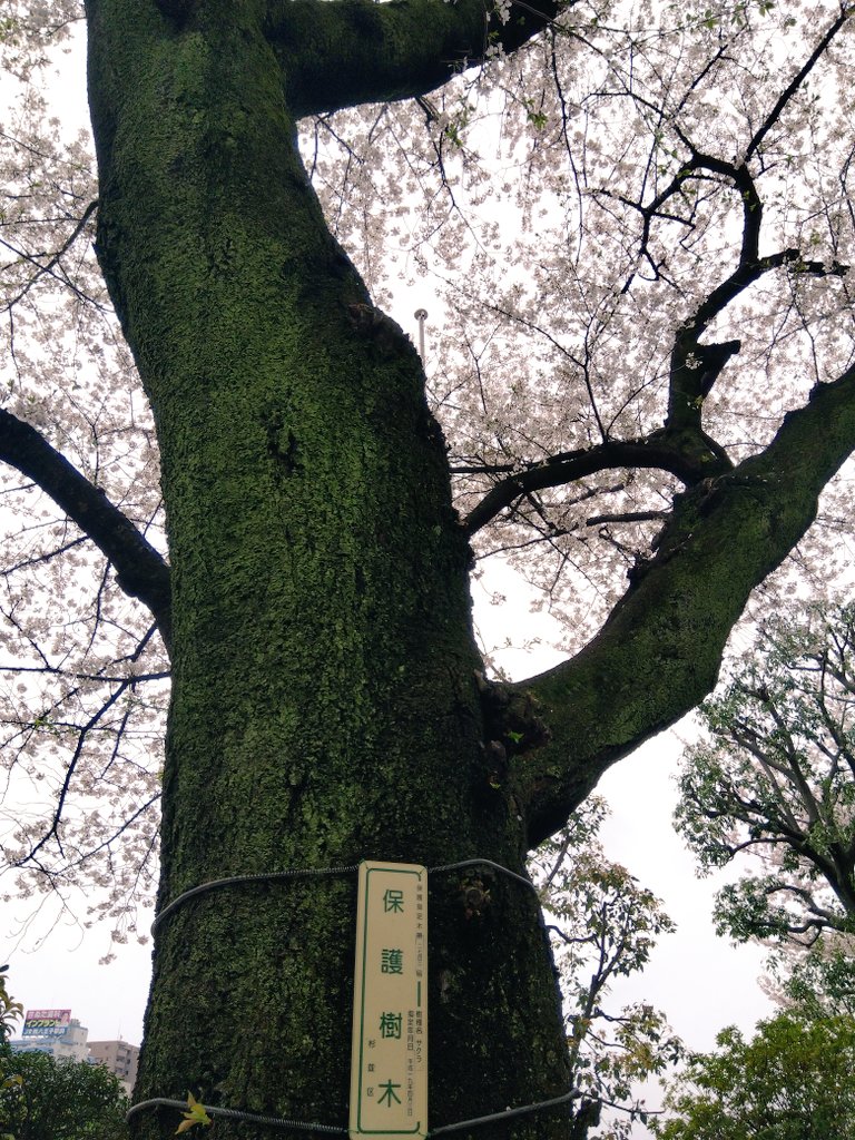 まろぴーちゃん tweet media