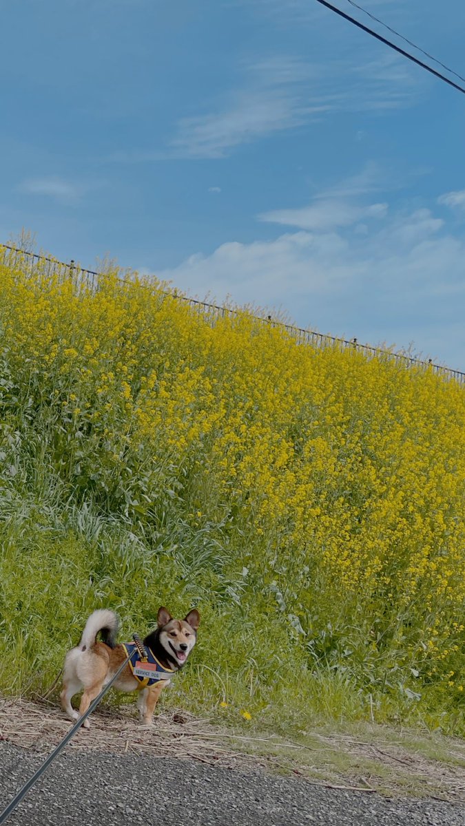 摩耶 (maya) tweet media